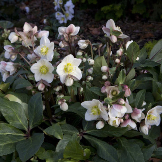 Helleborus Snow Dance 4.5L Pot