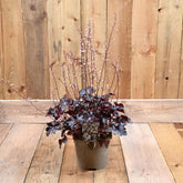 Heuchera Black Pearl 3 L