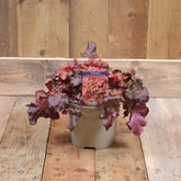 Heuchera Indian Summer Boysenberry 3L