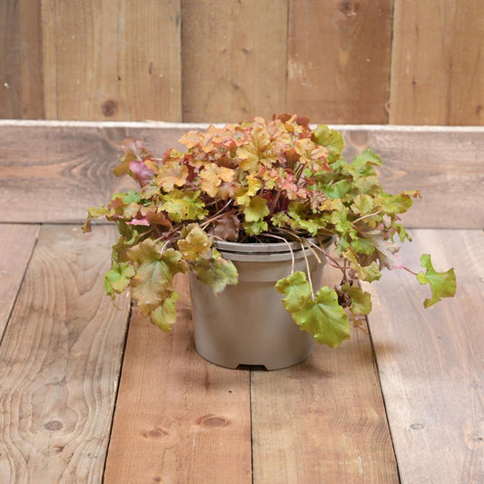 Heuchera Marmalade 3 Litre