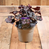 Heuchera Obsidian 3L