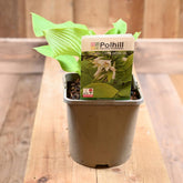 Hosta City Lights 3L
