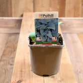 Hosta 'Fragrant Blue' 3L