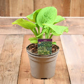 Hosta Guacamole 3L