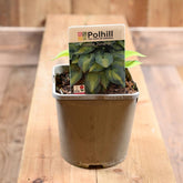 Hosta June 3L