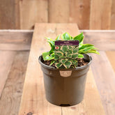 Hosta Queen Josephine 3 Litre