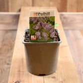 Hosta 'Sum And Substance' 3L