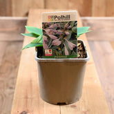 Hosta 'Tardiana Group 'Halcyon