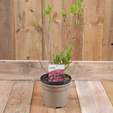 Hydrangea Macr. 'Bouquet Rose' 3L