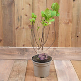 Hydrangea Macr. 'La France' 3L