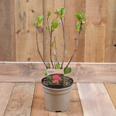 Hydrangea Macrophylla 'Hamburg' 3L
