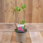 Hydrangea Macrophylla 'Masja' 3L