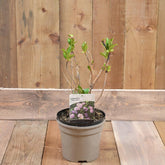 Hydrangea Macrophylla 'Nikko Blue' 3L