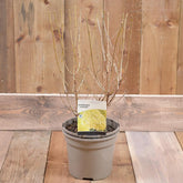 Hydrangea Paniculata Limelight 3L