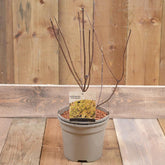 Hydrangea Paniculata Pastel Green 3L
