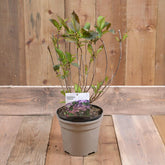 Hydrangea Serrata 'Bluebird' 3L