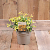Hypericum Little Mystery 3L
