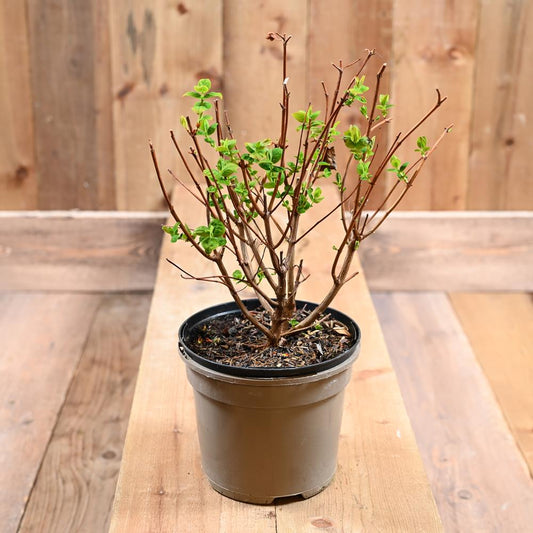 Hypericum Miracle Bliss 2L