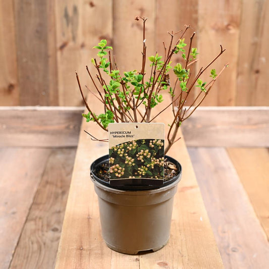 Hypericum Miracle Bliss 2L