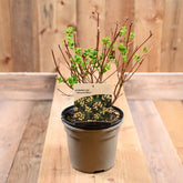 Hypericum Miracle Bliss 2L