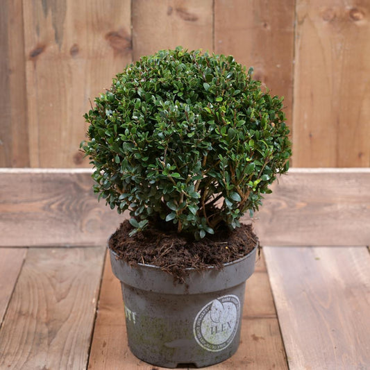 Ilex Crenata Dark Green 25cm Diameter Ball In a 5L Pot