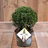 Ilex Crenata Dark Green 25cm Diameter Ball In a 5L Pot