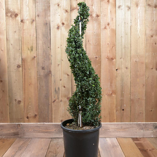 Ilex Crenata Dark Green 90-100cm Spiral 15L