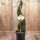 Ilex Crenata Dark Green 90-100cm Spiral 15L