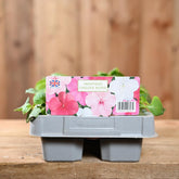Impatiens Chelsea/Pastel Mixed 6 Pack