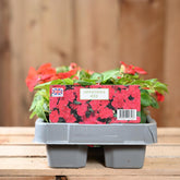 Impatiens Red 6 Pack