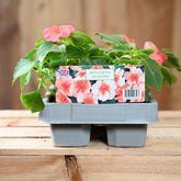Impatiens Salmon 6 Pack