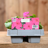 Impatiens Violet 6 Pack