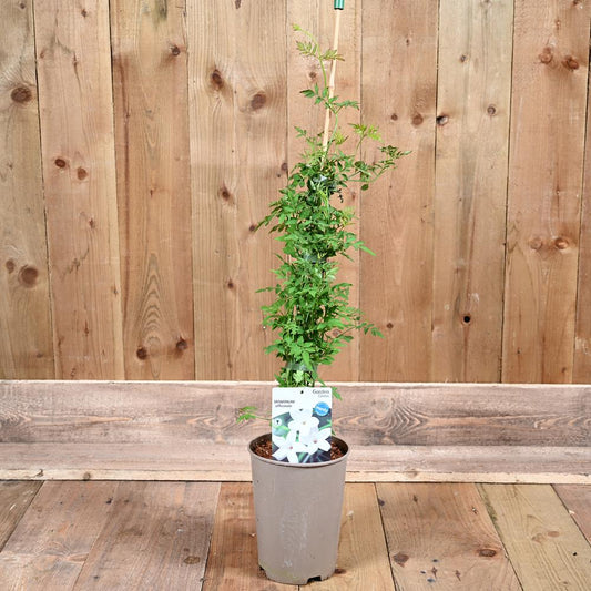 Jasminum Officinale 3Ld