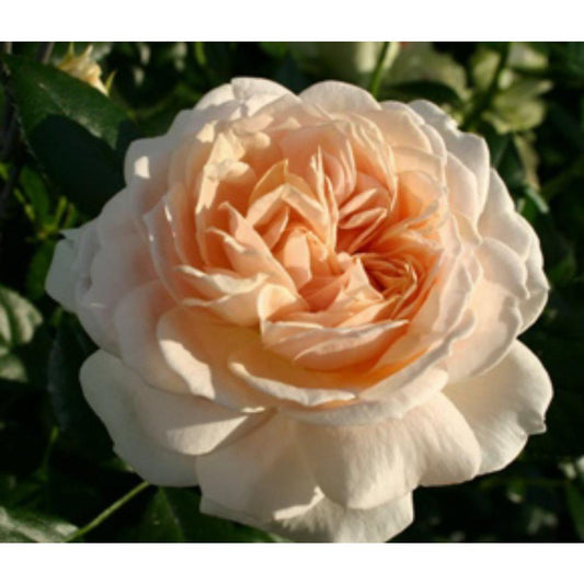 Joie De Vivre Rose Cream To Pink 3L