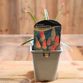Kniphofia Mixed Hybrids 1L