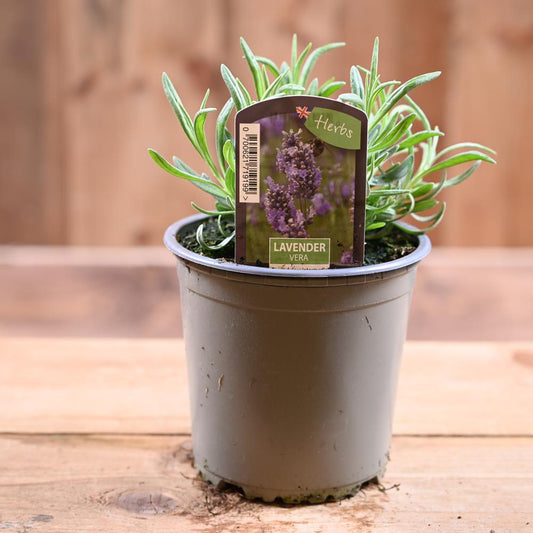 Lavander Vera - Lavandula Int. 1L