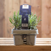Lavandula Angustifolia 6 Pack