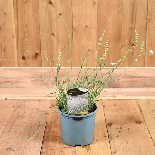 Lavandula Angustifolia Alba 3L