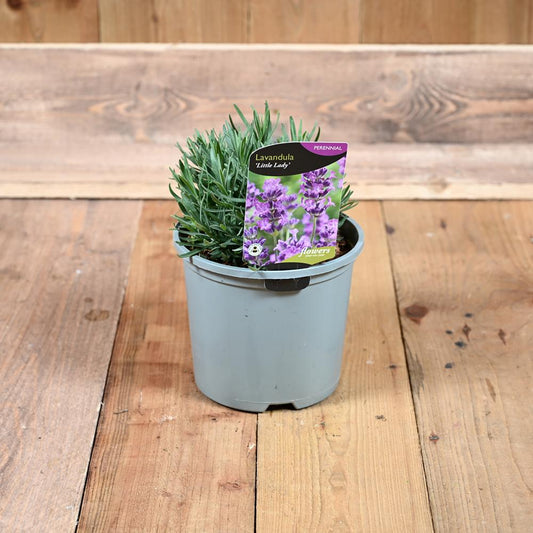Lavandula Angustifolia Little Lady