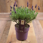 Lavandula stoe. Anouk 19cm