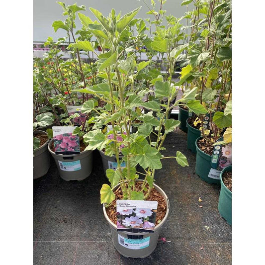 Lavatera Baby Barnsley 3L