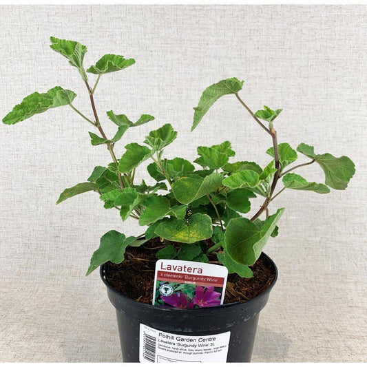 Lavatera 'Burgundy Wine' 3L