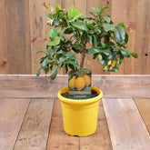Lemon Mini Stem 70-80cm 20cm Pot