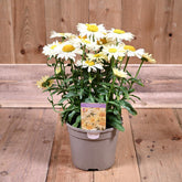 Leucanthemum Broadway Lights 3L