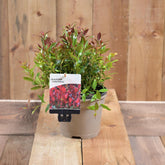 Leucothoe Axillaris Little Flames 2L