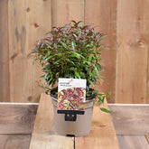 Leucothoe Burning Love 2L