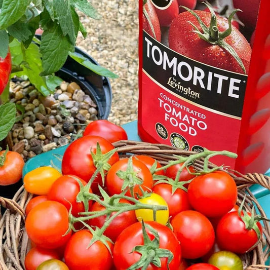 Levington Tomorite Concentrated Tomato Food 1L +20% Free