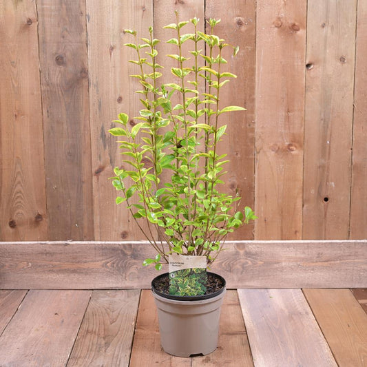Ligustrum Ovalifolium Aureum 3L