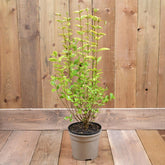 Ligustrum Ovalifolium Aureum 3L