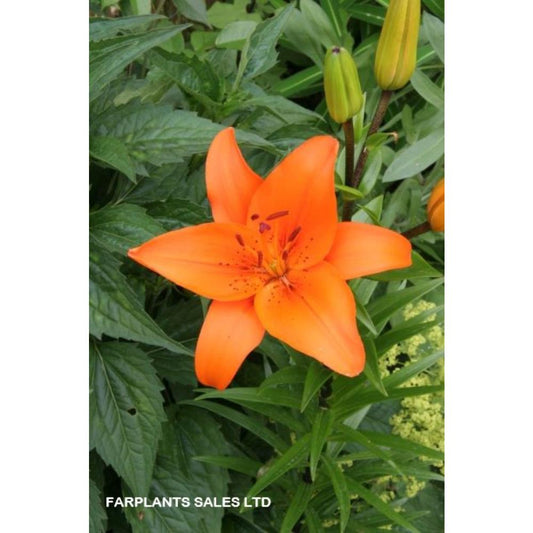 Lilies Easy Start Asiatic Orange 1.4L